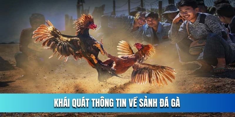 Chia sẻ các thông tin cơ bản về chuyên mục đá gà OK365